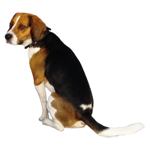 Illustration zu: Hund ausschneiden und als transparenten PNG-Sticker speichern
