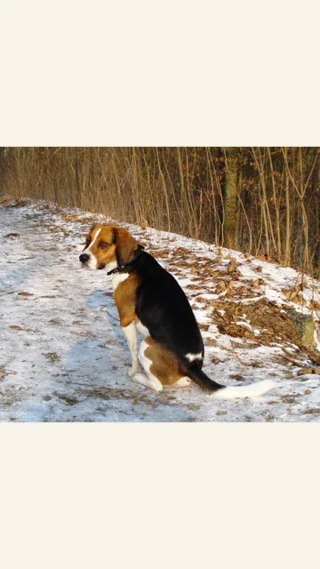 Illustration zu: Hintergrundbild aus deinem Hundefoto erstellen