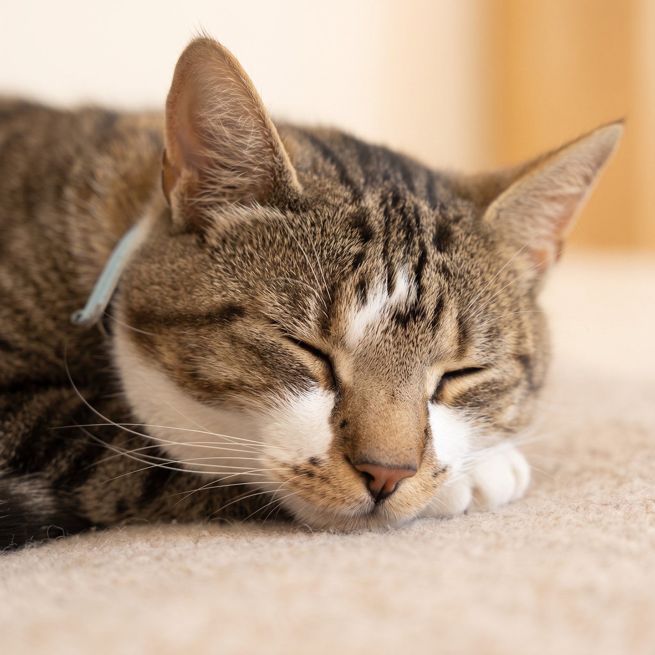 A quiet portrait from a resting cat photo